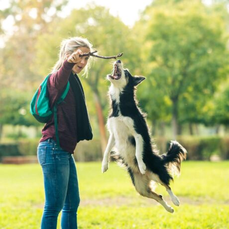 epicpaws-training-counter (3)